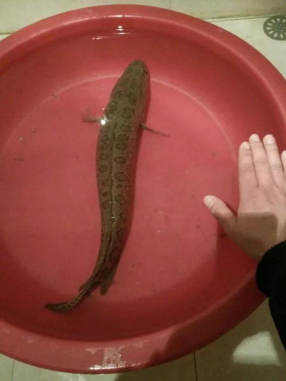 黑魚塘的美麗傳說