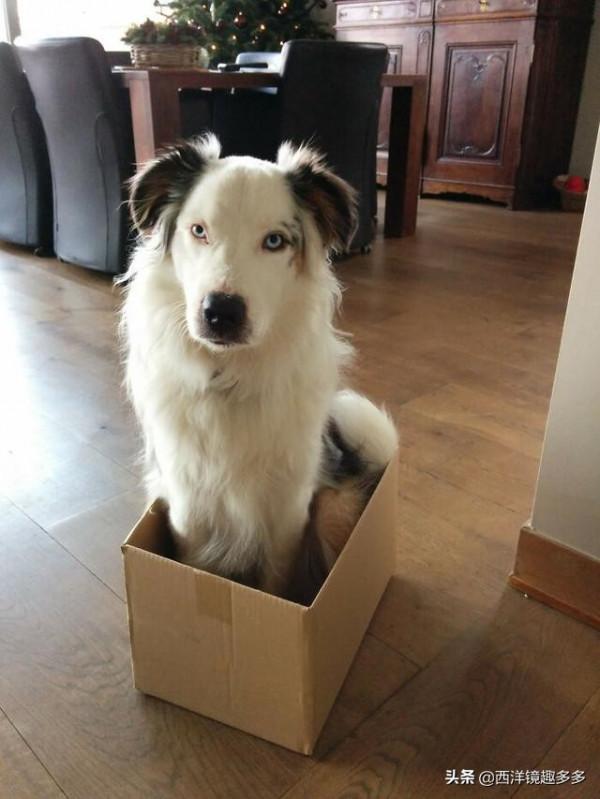 狗學貓樣,有些狗,養著養著就成了貓 狗學貓樣,有些狗,養著養著就成了貓