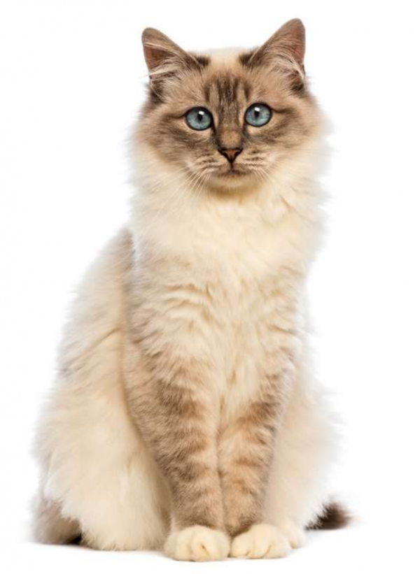 貓咪，長得可愛了不起呀——確實了不起