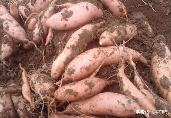 紅薯不能堆著放,農村大嬸教你一招,半年不長芽不黴爛,越放越甜 紅薯不能堆著放,農村大嬸教你一招,半年不長芽不黴爛,越放越甜