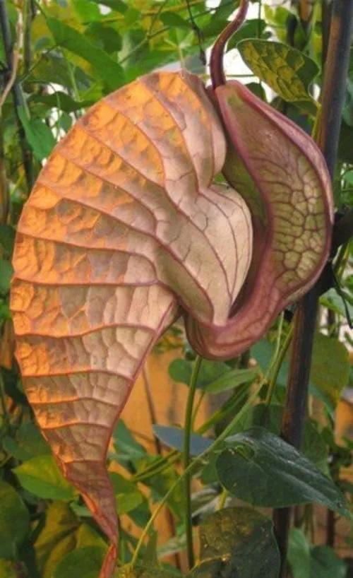 發現不一樣的花草，領悟大自然的奇妙