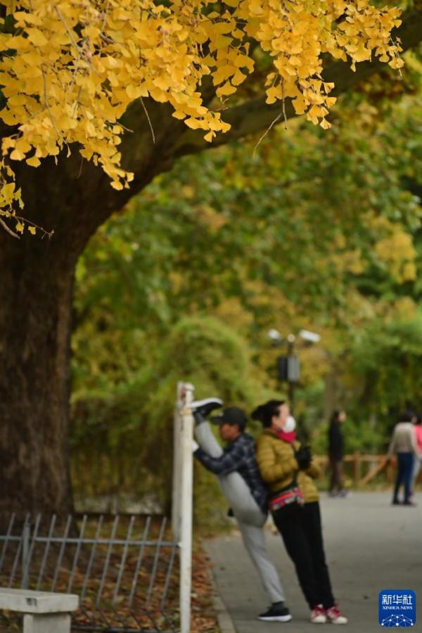 秋染京城 美景如畫