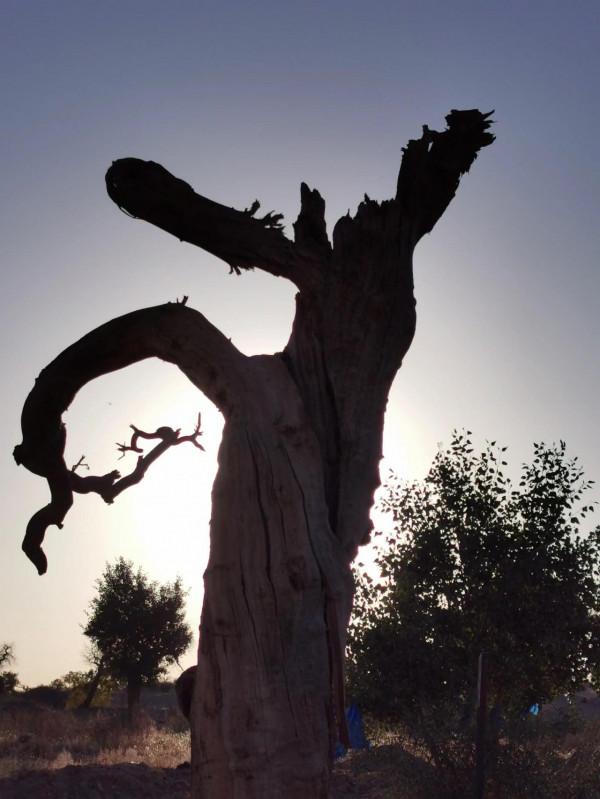 怪樹林,沙漠中聳立的倔強 怪樹林,沙漠中聳立的倔強