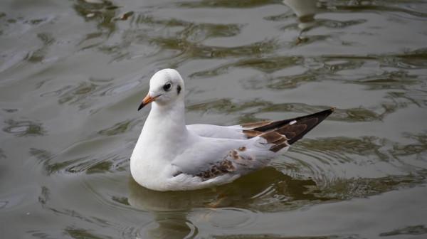雲南瀘西:紅嘴鷗首次飛抵黃草洲國家溼地公園 雲南瀘西:紅嘴鷗首次飛抵黃草洲國家溼地公園