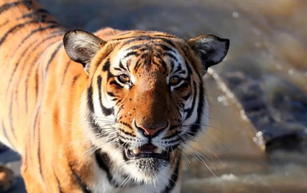 經歷了上百個虎年，虎是怎樣從猛獸變成&OpenCurlyDoubleQuote;萌&rdquo;獸的？