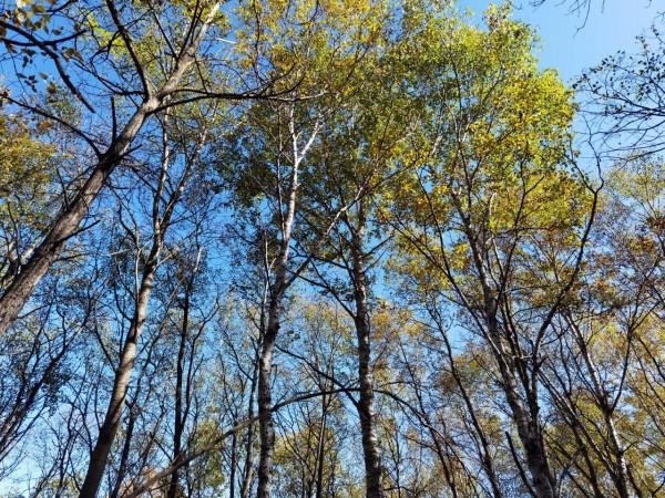 喇叭溝門——秋季賞楓賞白樺 喇叭溝門——秋季賞楓賞白樺