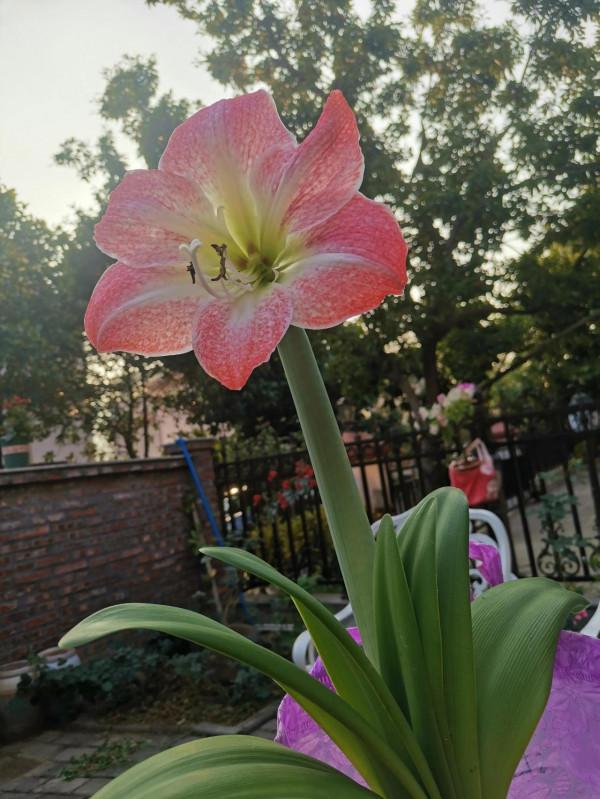 祝大家新年好運連連，鴻運當頭