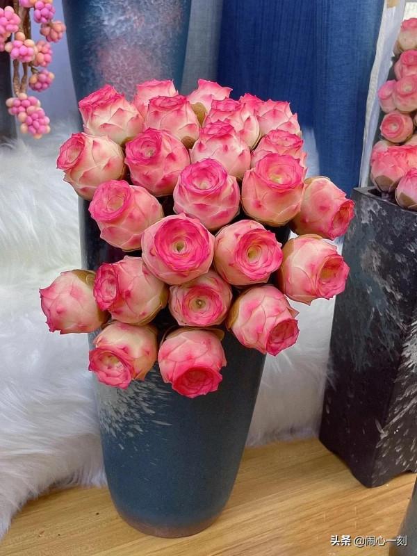 分享&mdash;&mdash;玫瑰多肉