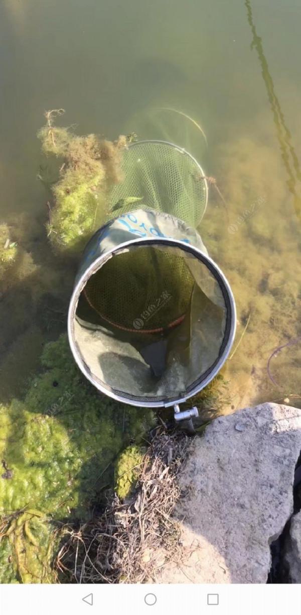 百人競釣黃碼河