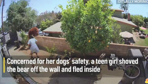 17歲少女護狗心切 竟徒手推棕熊 一把就將熊推出了牆外 影片為證