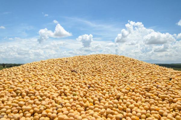 2022年2月19日玉米豆粕價格 2022年2月19日玉米豆粕價格