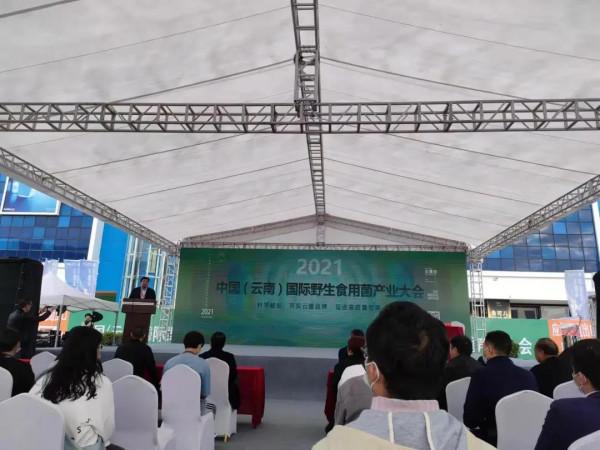 雞樅人工種植成功？野生食用菌產業大會，重新整理你對食用菌的認知