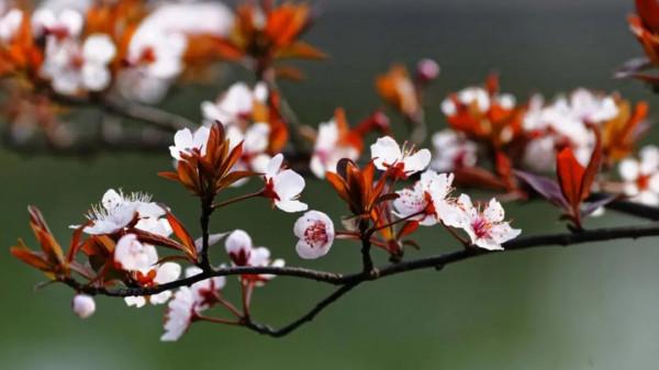 實用分享丨30款大型開花樹種介紹,白似雪、黃似陽、紅似霞,美翻 實用分享丨30款大型開花樹種介紹,白似雪、黃似陽、紅似霞,美翻