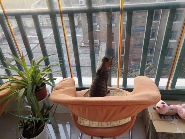 可愛的流浪貓 可愛的流浪貓