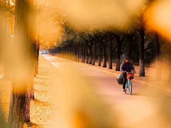快來打卡！閔行這條路已披上“黃金甲”