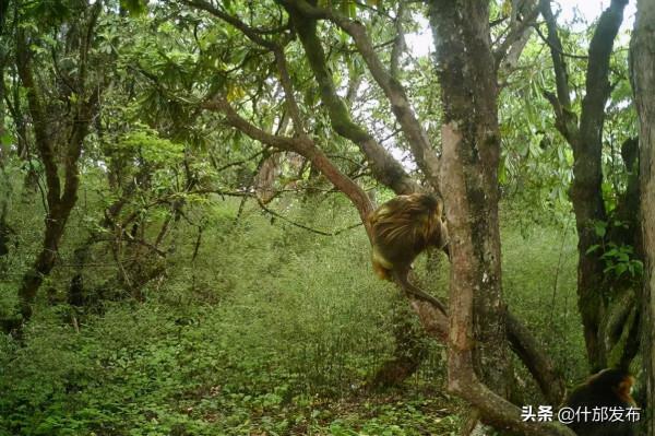 金絲猴、羚牛、勺雞、中華鬣羚,這些寶貝都來咱什邡當網紅了! 金絲猴、羚牛、勺雞、中華鬣羚,這些寶貝都來咱什邡當網紅了!