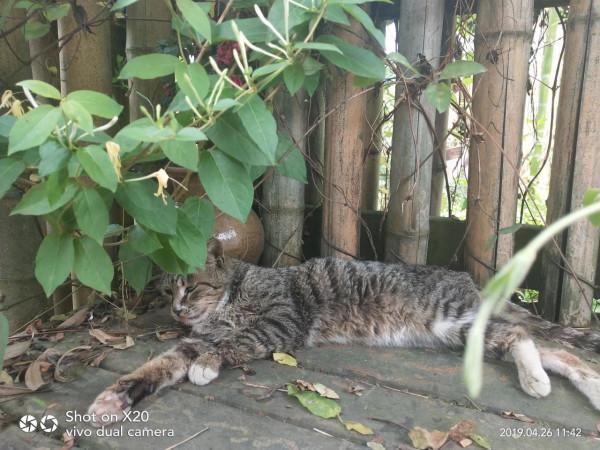 上班族如何選貓,那些我花了數千元總結的教訓 上班族如何選貓,那些我花了數千元總結的教訓