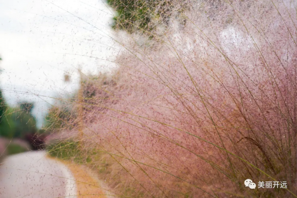 開遠粉黛亂子草浪漫盛放 宛若粉色“海洋” 開遠粉黛亂子草浪漫盛放 宛若粉色“海洋”