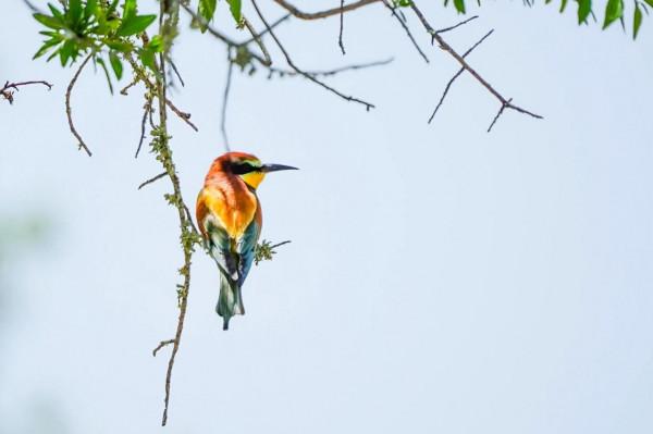 照片故事~黃喉蜂虎 照片故事~黃喉蜂虎