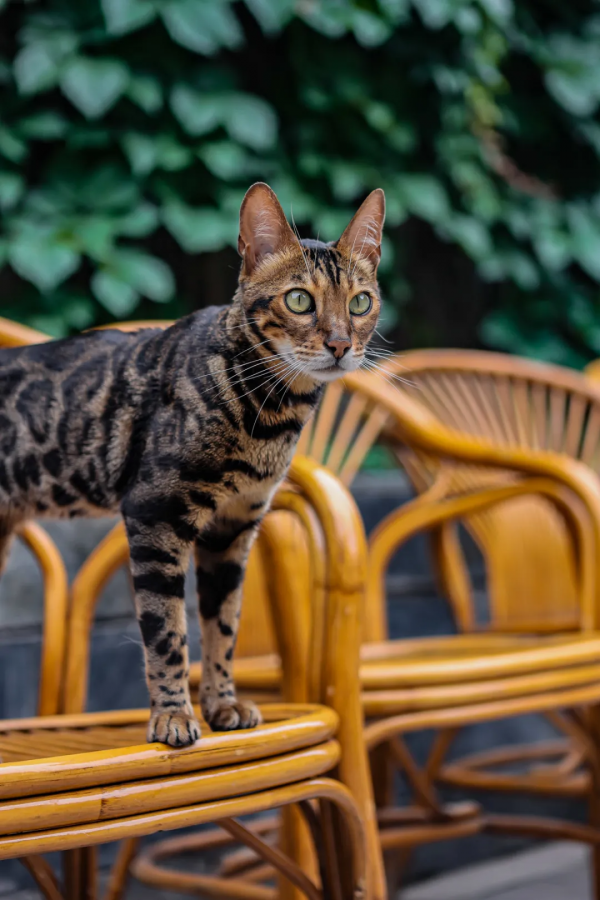 天團大胃王，比體重竟然輸了？