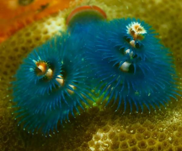 海洋探索｜海底綻放的&OpenCurlyDoubleQuote;聖誕樹&rdquo;&mdash;&mdash;大旋鰓蟲