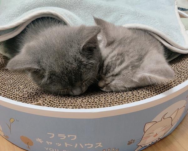 我和貓咪的相遇結緣，就像是一場奇妙的際遇，攜手同行