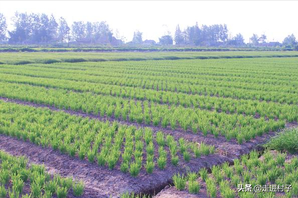 春雨貴如油，雨水季前後抓緊種植這三種蔬菜，出苗早長勢旺