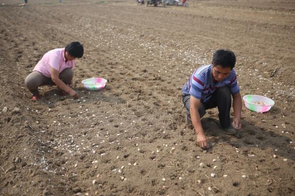 大蒜播種後需要馬上澆水嗎？多久澆水一次好？最全的大蒜種植技術