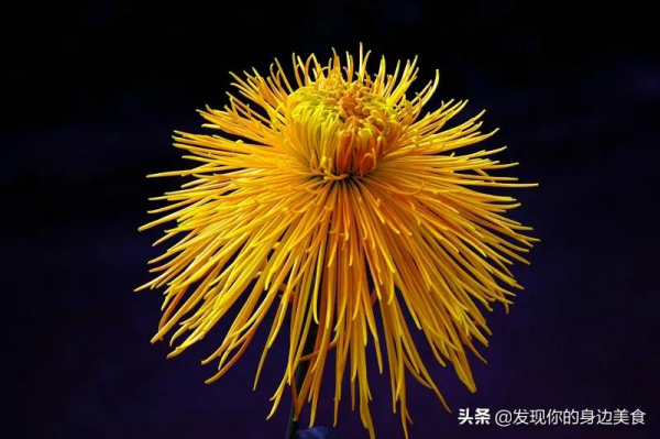 傲霜菊花奪人眼