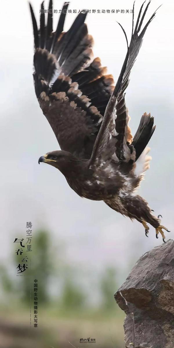 深冬,到新疆觀鳥,會有想不到的驚喜 深冬,到新疆觀鳥,會有想不到的驚喜