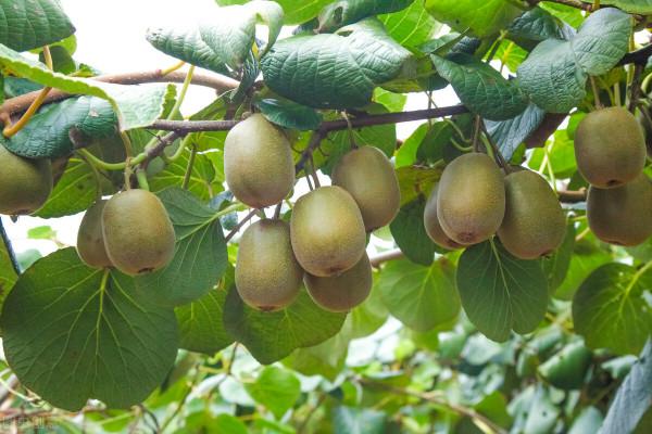 獼猴桃軟了就爛，2年沒買到過好吃的獼猴桃？催熟也要有妙招