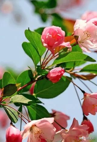 分享——海棠花