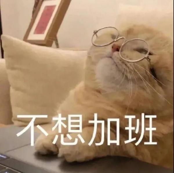 誰能拒絕貓貓表情包