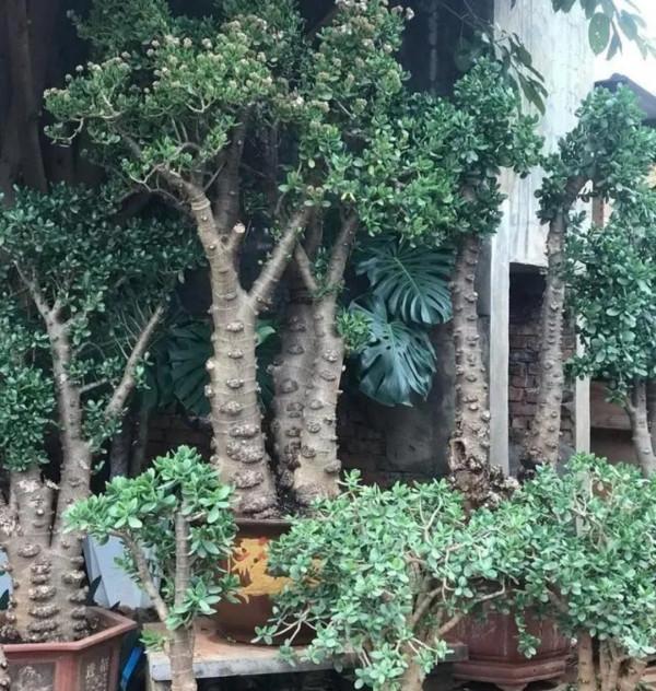 5種花&OpenCurlyDoubleQuote;壽命長&rdquo;，家裡養幾棵，長成老樁越值錢