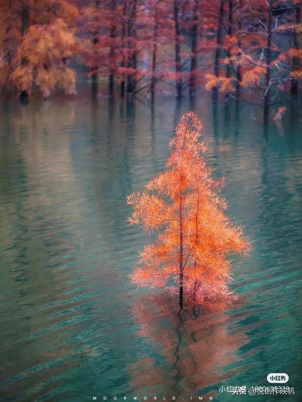 浙江紅杉林景點