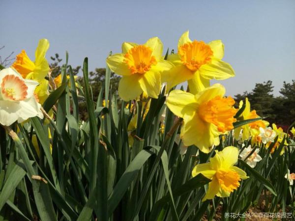 秋天土裡埋個“洋蔥頭”,成活很容易,開出絕美花箭 秋天土裡埋個“洋蔥頭”,成活很容易,開出絕美花箭