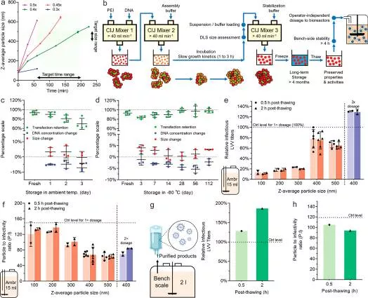 華人團隊改進病毒載體生產過程,提升大規模生產效率和可靠性 華人團隊改進病毒載體生產過程,提升大規模生產效率和可靠性