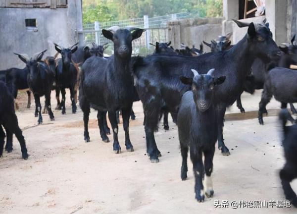 冬季黑山羊養殖，一天補飼量是多少