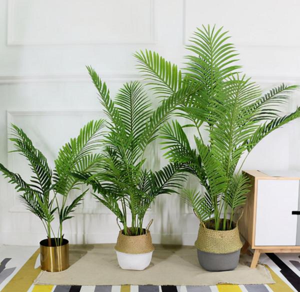 家中客廳首選“4種花”,沉穩大氣、有顏值,淨化空氣一把手 家中客廳首選“4種花”,沉穩大氣、有顏值,淨化空氣一把手