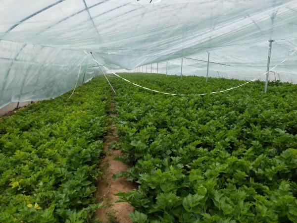 種芹菜，掌握3點，防止早抽薹提高品質，冬春種植要注意