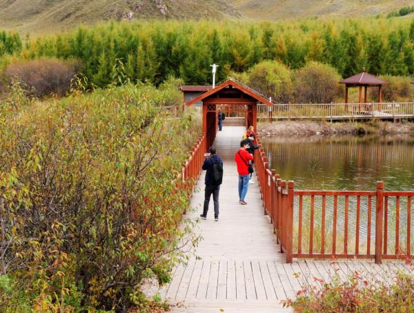 北京自駕4個小時，去承德壩上七彩森林，這裡的秋天太美了