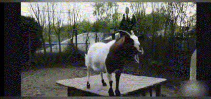 笑噴！聽聞國足兵敗越南，動物城的朋友紛紛發起瘋狂挑戰