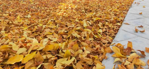 西北塞上江南——秋天