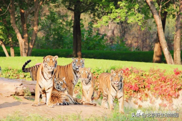 深秋時節，與動物相遇