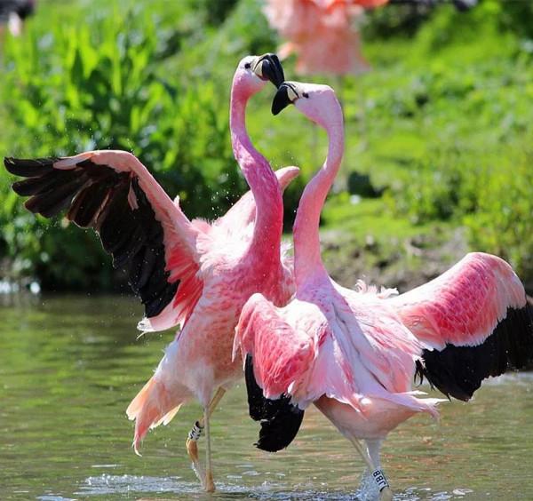 美麗優雅，自由瀟灑的火烈鳥，欣賞美圖