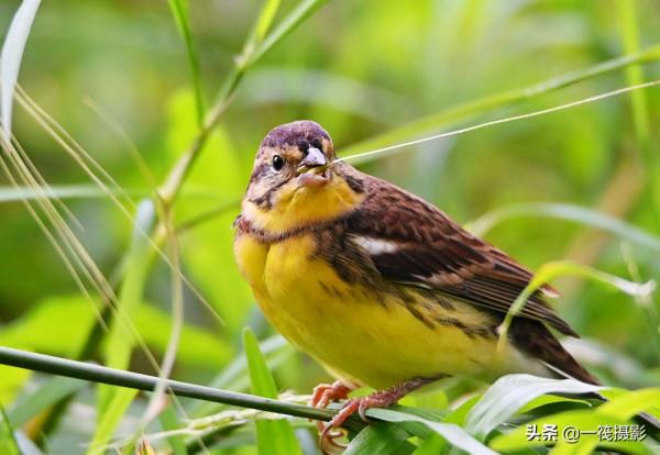 湖邊，這隻黃胸鵐正吃著野生稻種子