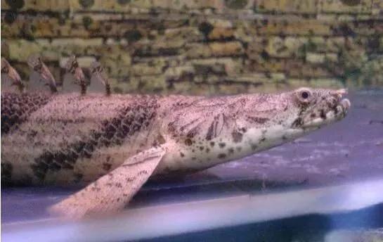 世界上最漂亮的恐龍魚:虎紋恐龍魚,背部脊樑如恐龍(水族活化石) 世界上最漂亮的恐龍魚:虎紋恐龍魚,背部脊樑如恐龍(水族活化石)