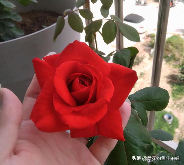 九月養月季,抓緊做好“三件事”,蹭蹭冒花苞,次月直接開滿花 九月養月季,抓緊做好“三件事”,蹭蹭冒花苞,次月直接開滿花