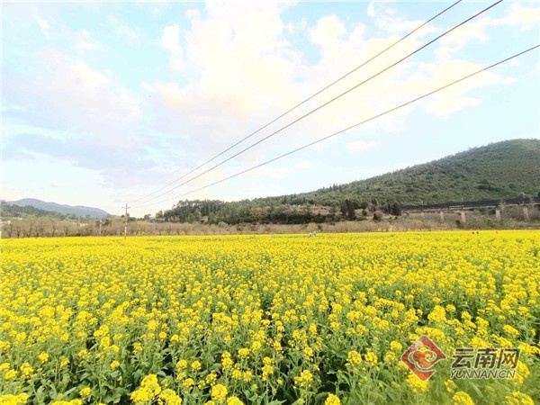 「週末去踏青」雲南網記者邀您賞安寧油菜花開