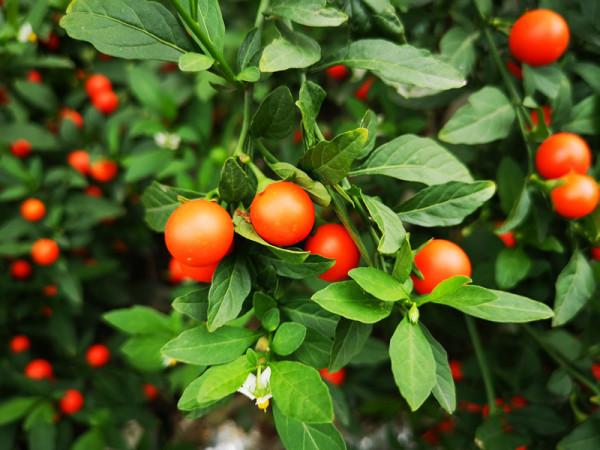 天冷了,冬珊瑚的果子紅豔豔的,家中可以擺上這一盆吉慶果 天冷了,冬珊瑚的果子紅豔豔的,家中可以擺上這一盆吉慶果